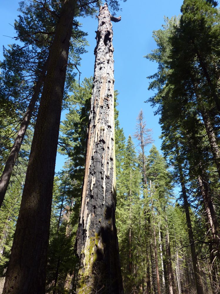 big tree state park (21).JPG